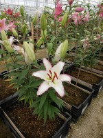 [4224 Hotline No01.JPG]